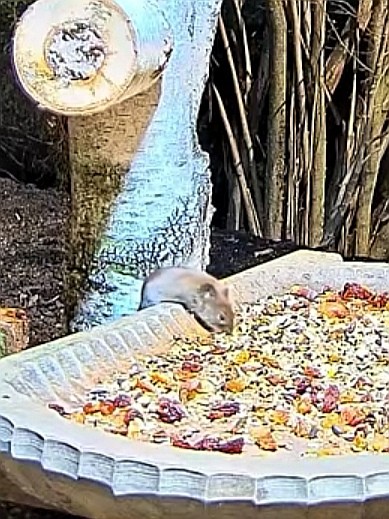 livebirdspoland_d3f7c2495fc717b6d3decf9c8c2b9e56.jpg