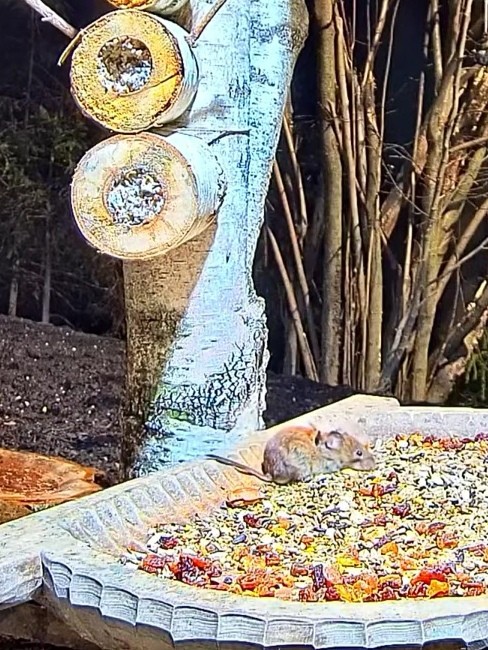 livebirdspoland_1a89e4335bc22012fb811487cce4f828.jpg