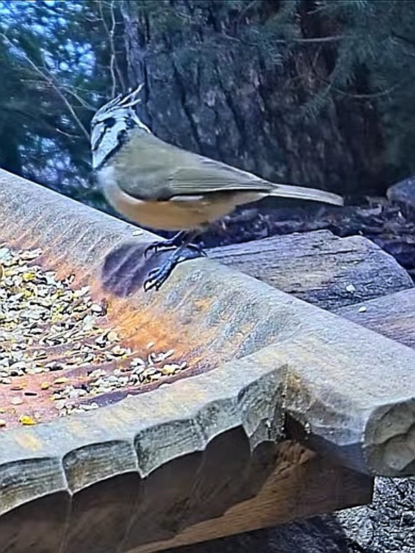 livebirdspoland_1cbf4dde5176c15eba1d9fff9d99a632.jpg