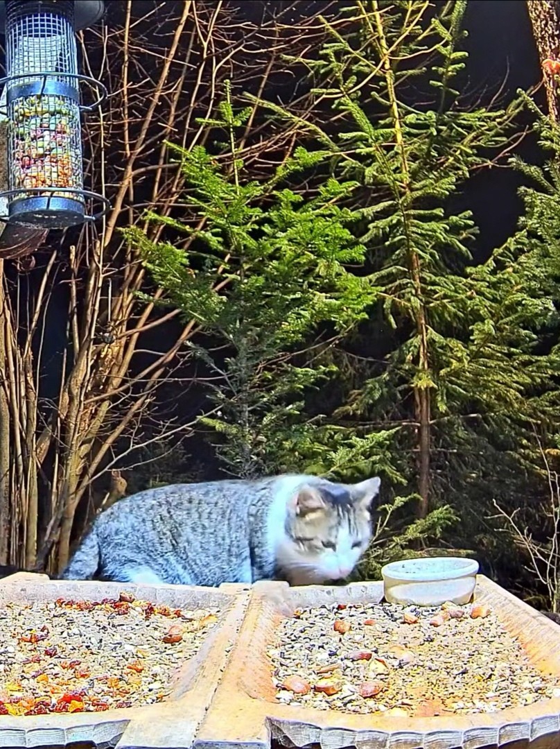 livebirdspoland_3047ad726cca136032266be6fa6693dc.jpg