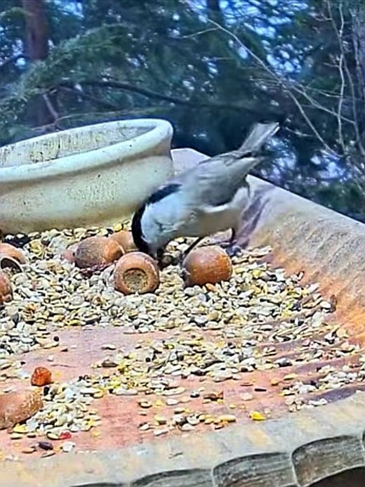 livebirdspoland_494e99a3cec34e4d53977a7e6b794741.jpg