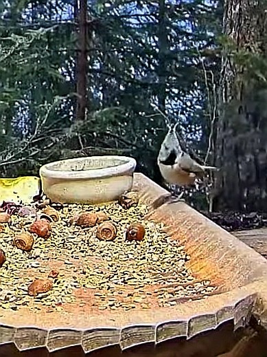 livebirdspoland_e107d8c4a294cf87cd002e56a389bd63.jpg