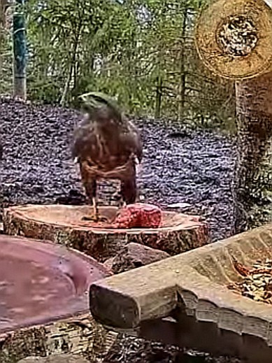 livebirdspoland_7009ef65db871483c558450b88a49b76.jpg