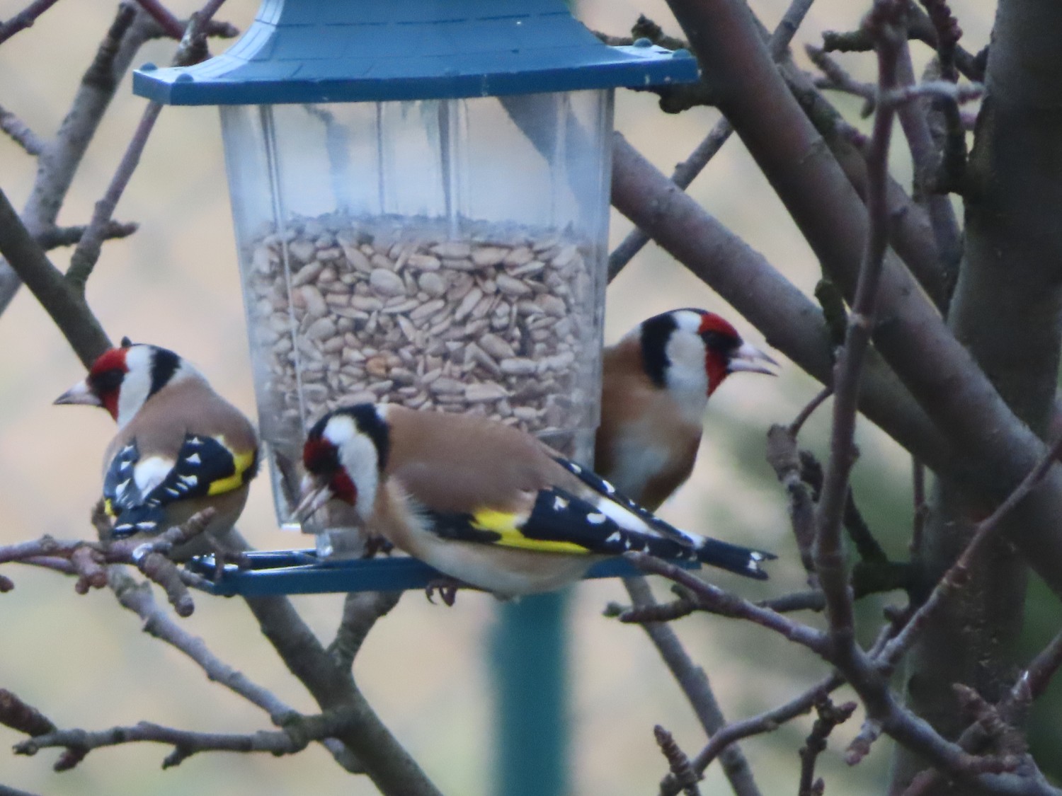 livebirdspoland_76600bf1306bdae6bd4ab632b2c40930.jpg