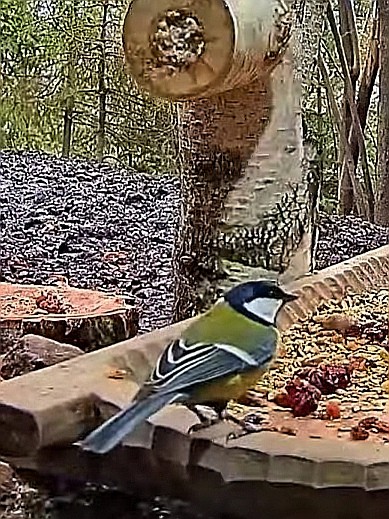livebirdspoland_da816671de5bd60b006ed1c06f3158b9.jpg