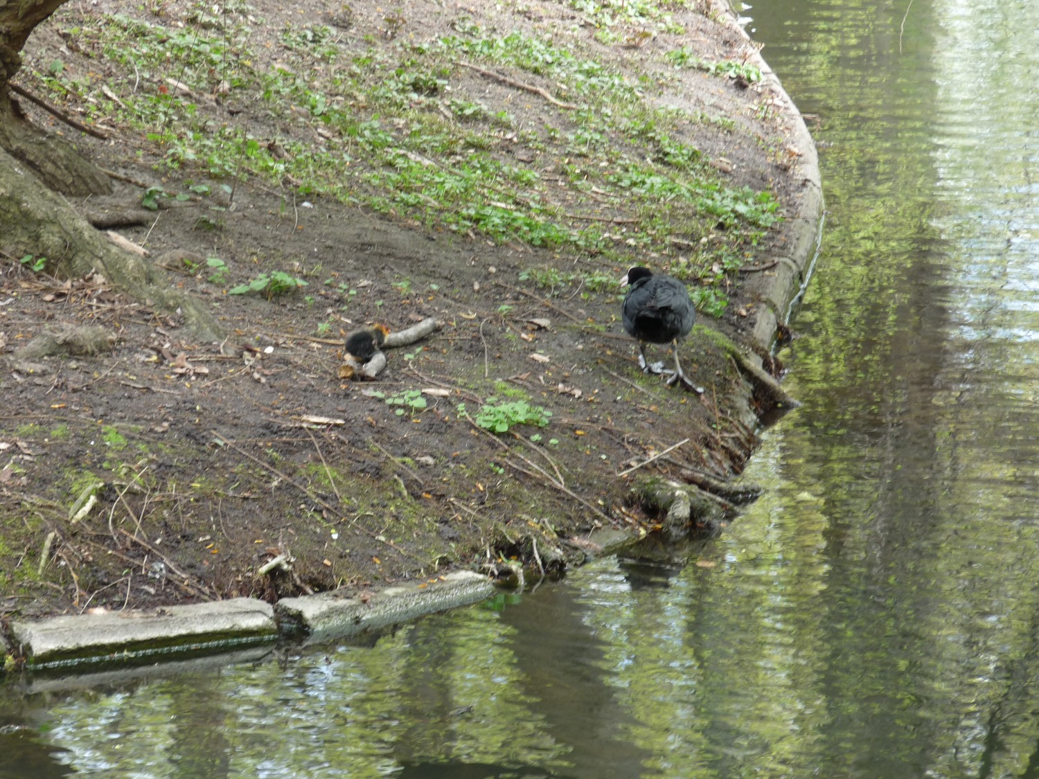 livebirdspoland_e6dd8d95c3e695962dad7378cece47d2.jpg