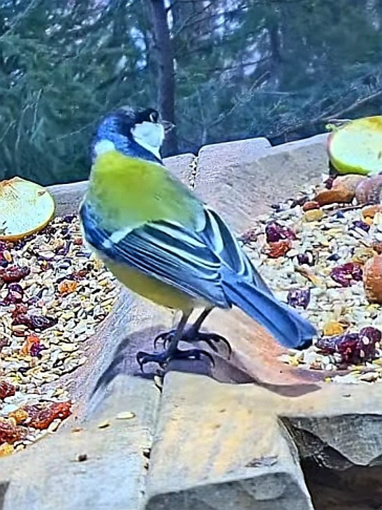 livebirdspoland_12b40ab33510f829bbebd11c06b2545b.jpg