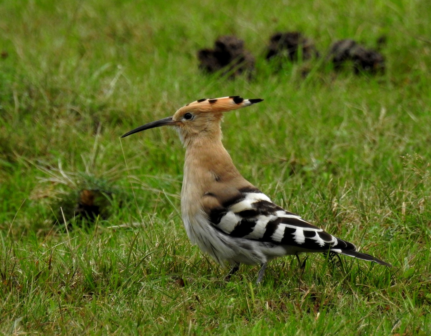 livebirdspoland_7d285772bcf19e1e7b75f6c396c1df12.jpg