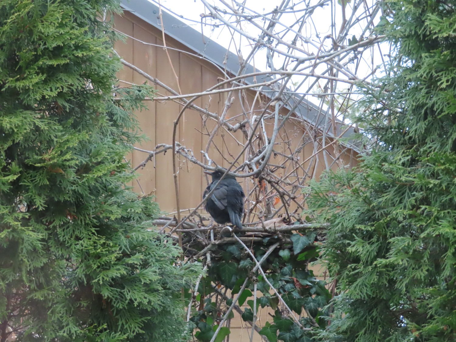 livebirdspoland_8a81ab26cca8961b1a253c1e744b8e2f.jpg
