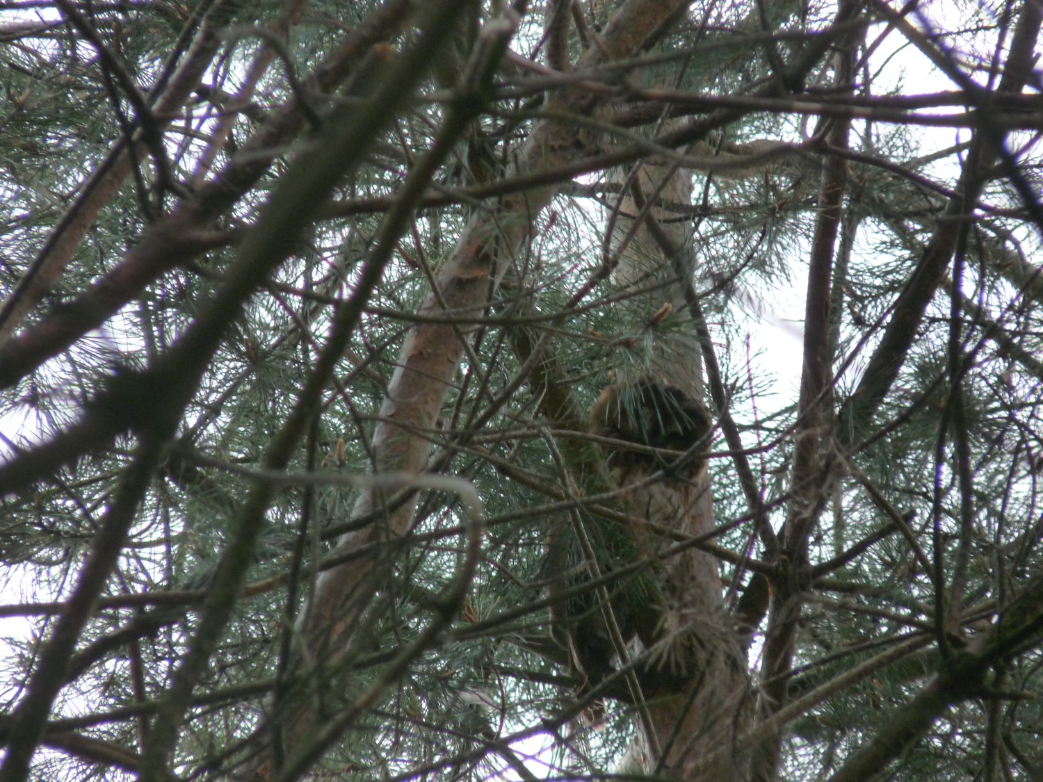 livebirdspoland_e621a1d33cb393a004f7fc5ce1b7d957.jpg