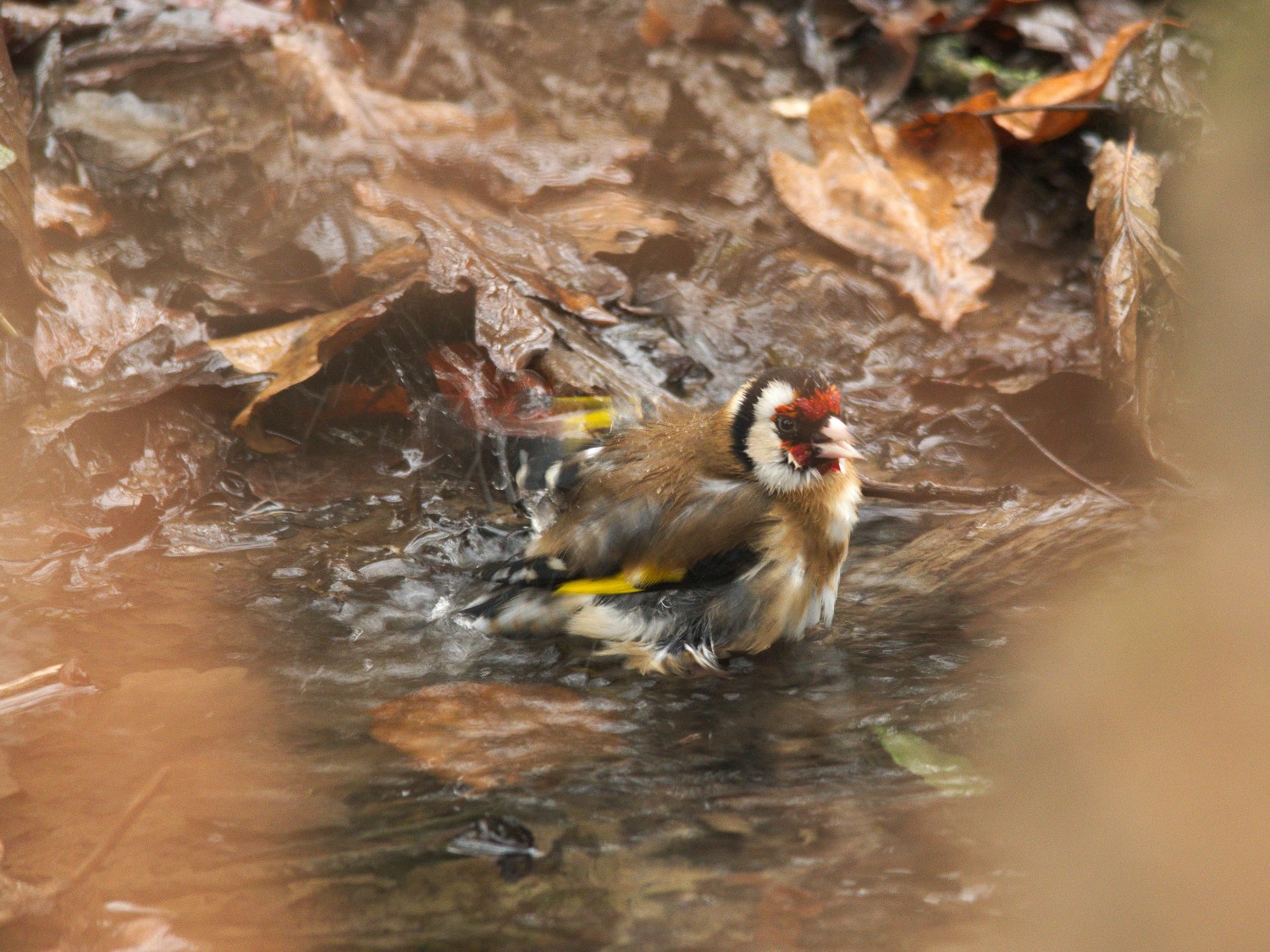 livebirdspoland_429b963b233769649b2341d16b825e9f.jpg