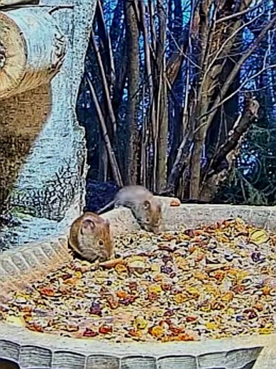 livebirdspoland_a3d5d96c244ec73105aa1f6d62fb2d6d.jpg