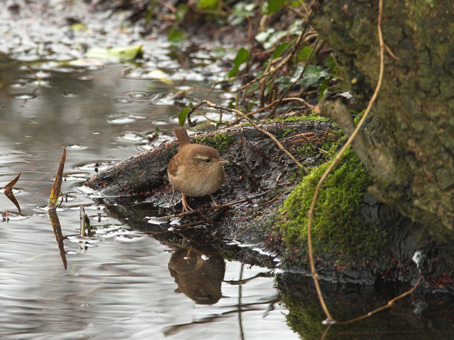 livebirdspoland_61e2d71a5af4561942ff576a343c2b41.jpg