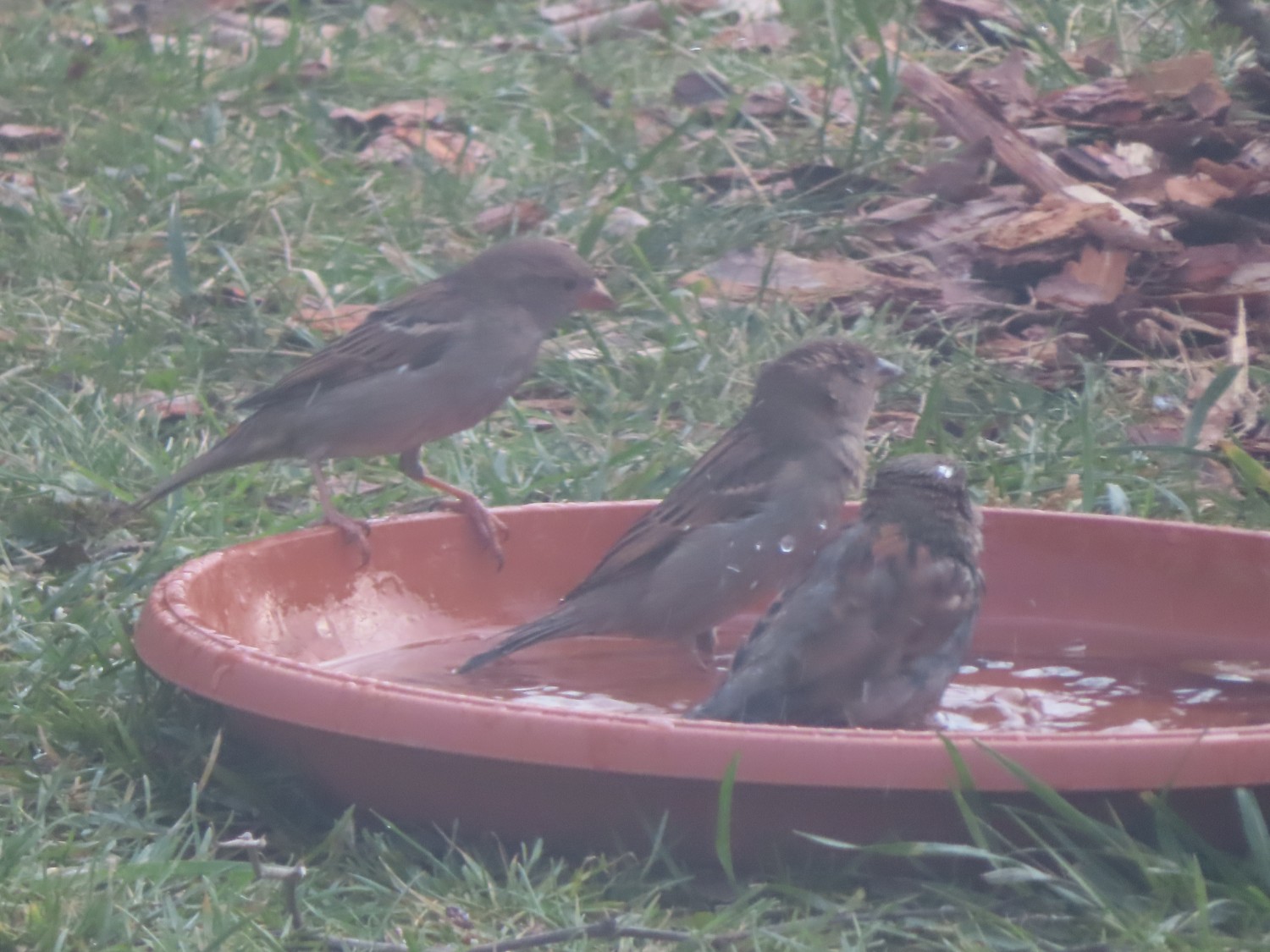 livebirdspoland_dc01fed0a781b57fda0456ae21a2ee8d.jpg