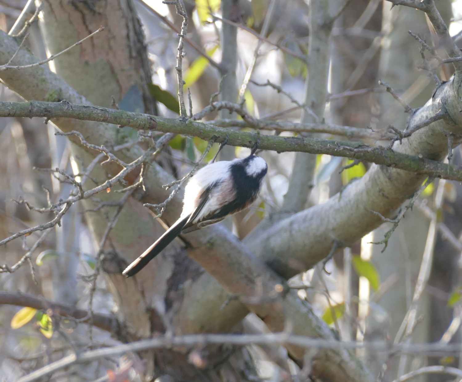 livebirdspoland_a8aba482aecb396c431a32a1611dbc80.jpg