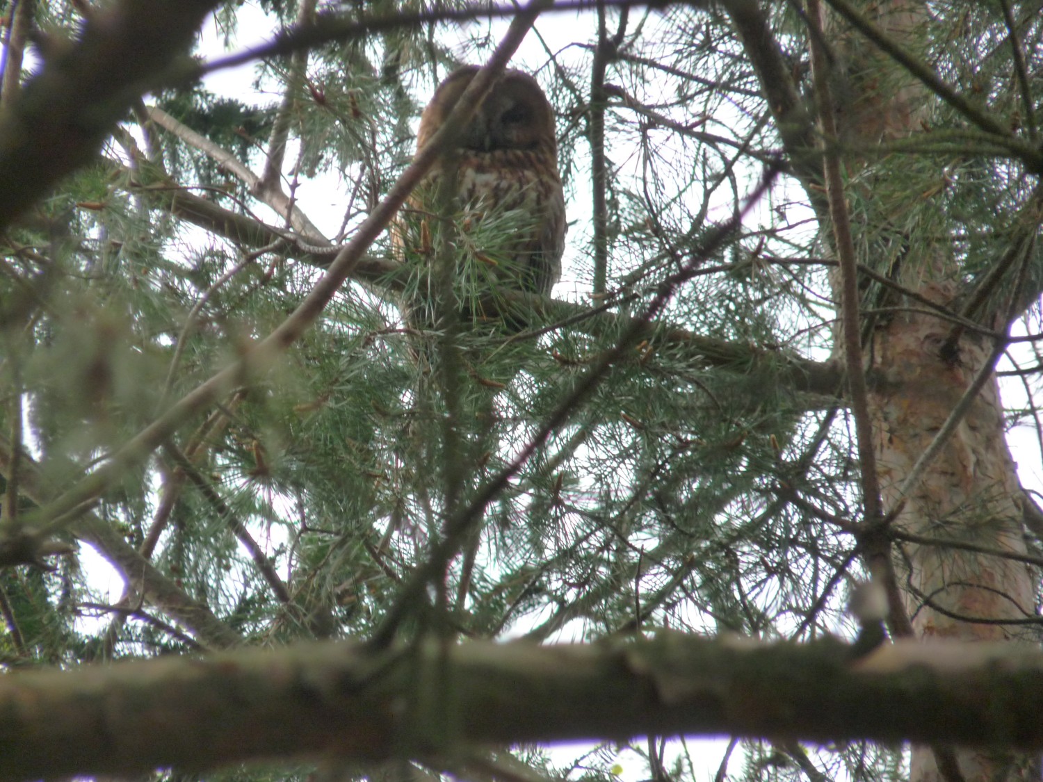 livebirdspoland_2c5cfecbe1c15835a7dd3e18ed6c8c51.jpg