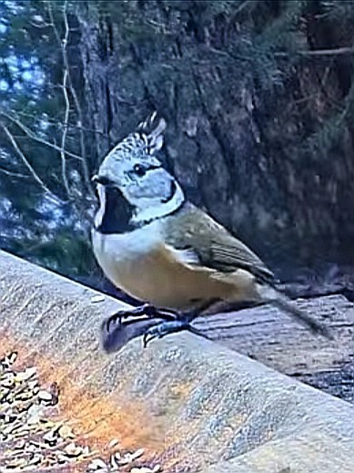 livebirdspoland_390c848cfd759bf273b4e0b0db8cc78c.jpg
