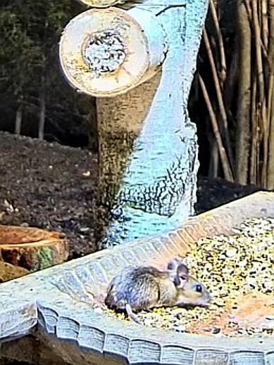 livebirdspoland_a0f5d78fcf497b641715b7c5427ec937.jpg