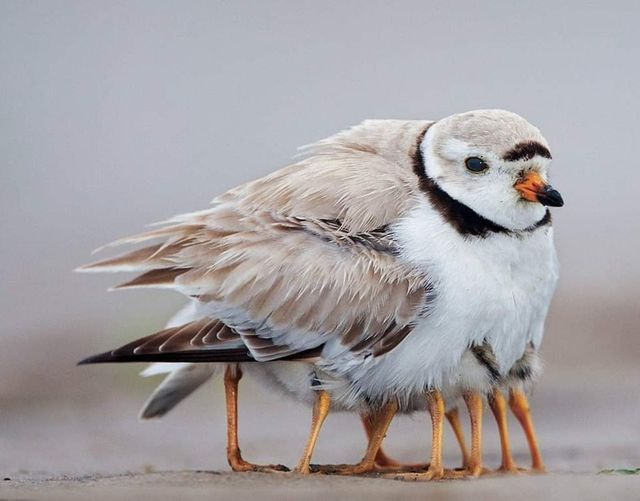 livebirdspoland_c69cf21de26e663792d79977f33f8dc9.png