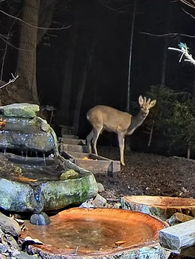 livebirdspoland_6c163a46316405f161193cd02eb7c4b6.jpg