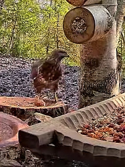 livebirdspoland_6537274afeb392793712005c2410748e.jpg
