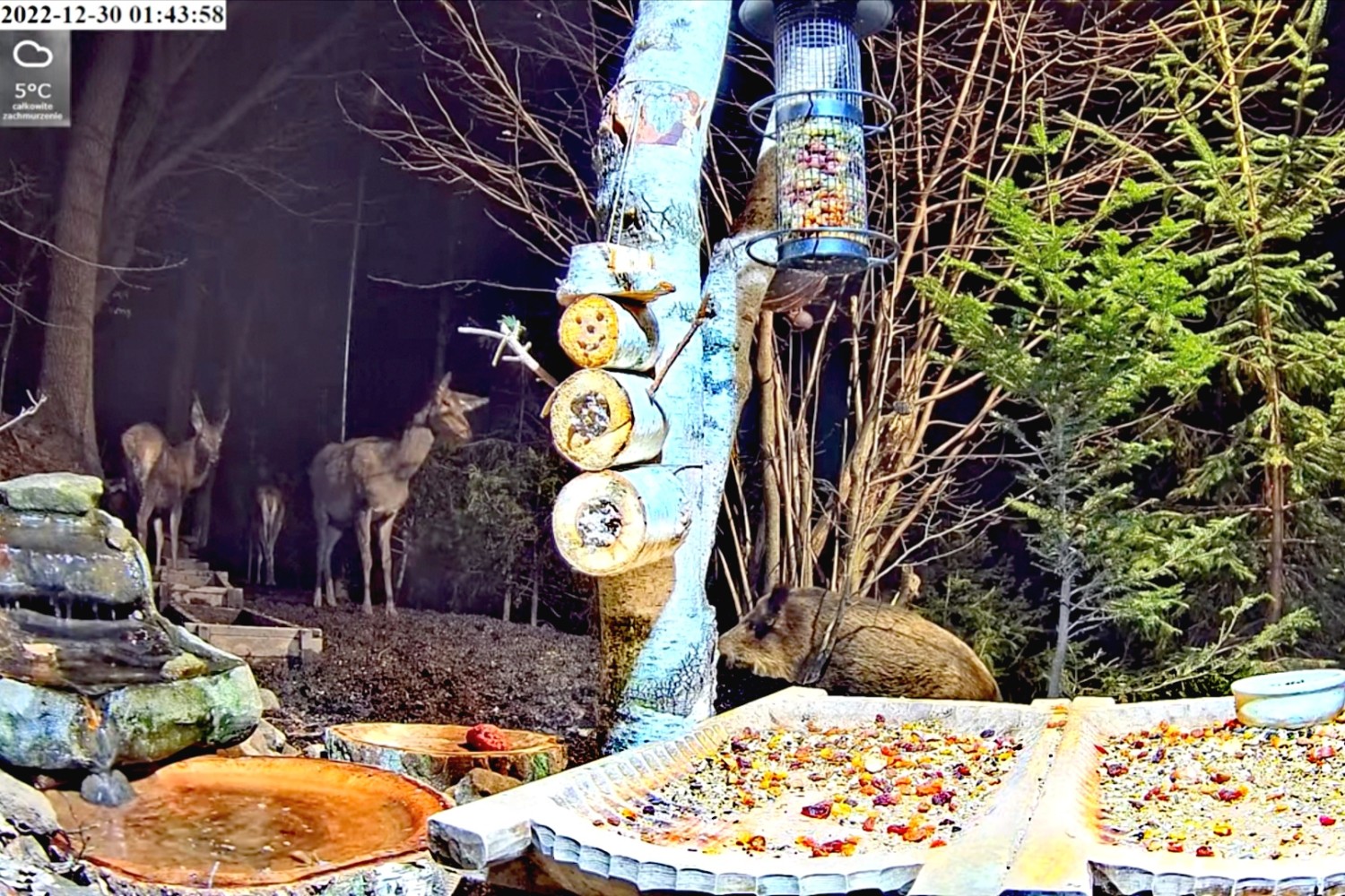 livebirdspoland_4e9f9f69dd008cb7386197e346056166.jpg