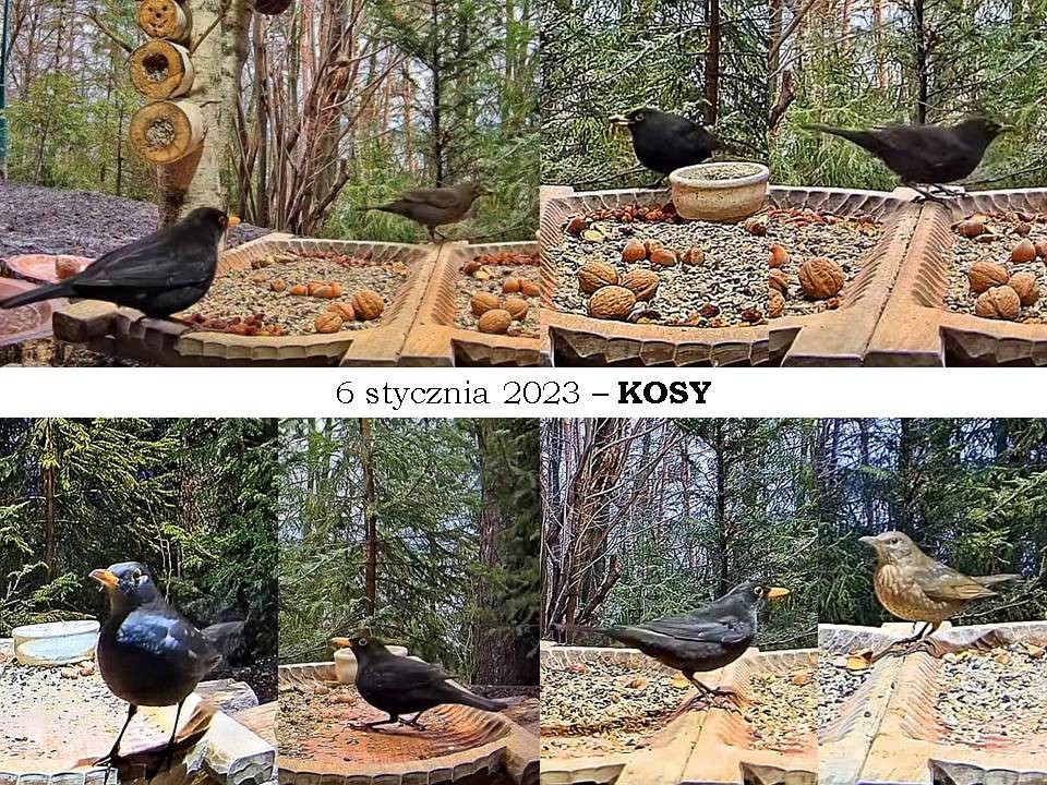 livebirdspoland_188122e7f9a16b7a98e733bb13684c85.jpg