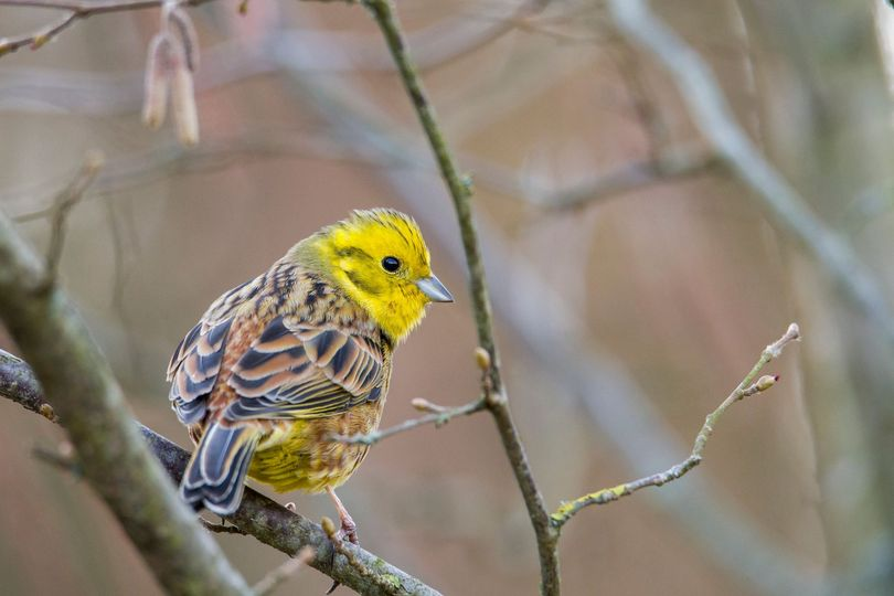 livebirdspoland_d76f5f53877f8c0d71a0aca2c182c7aa.png