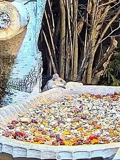 livebirdspoland_2db16b9709e23b55ddf54d56c23d6a0c.jpg
