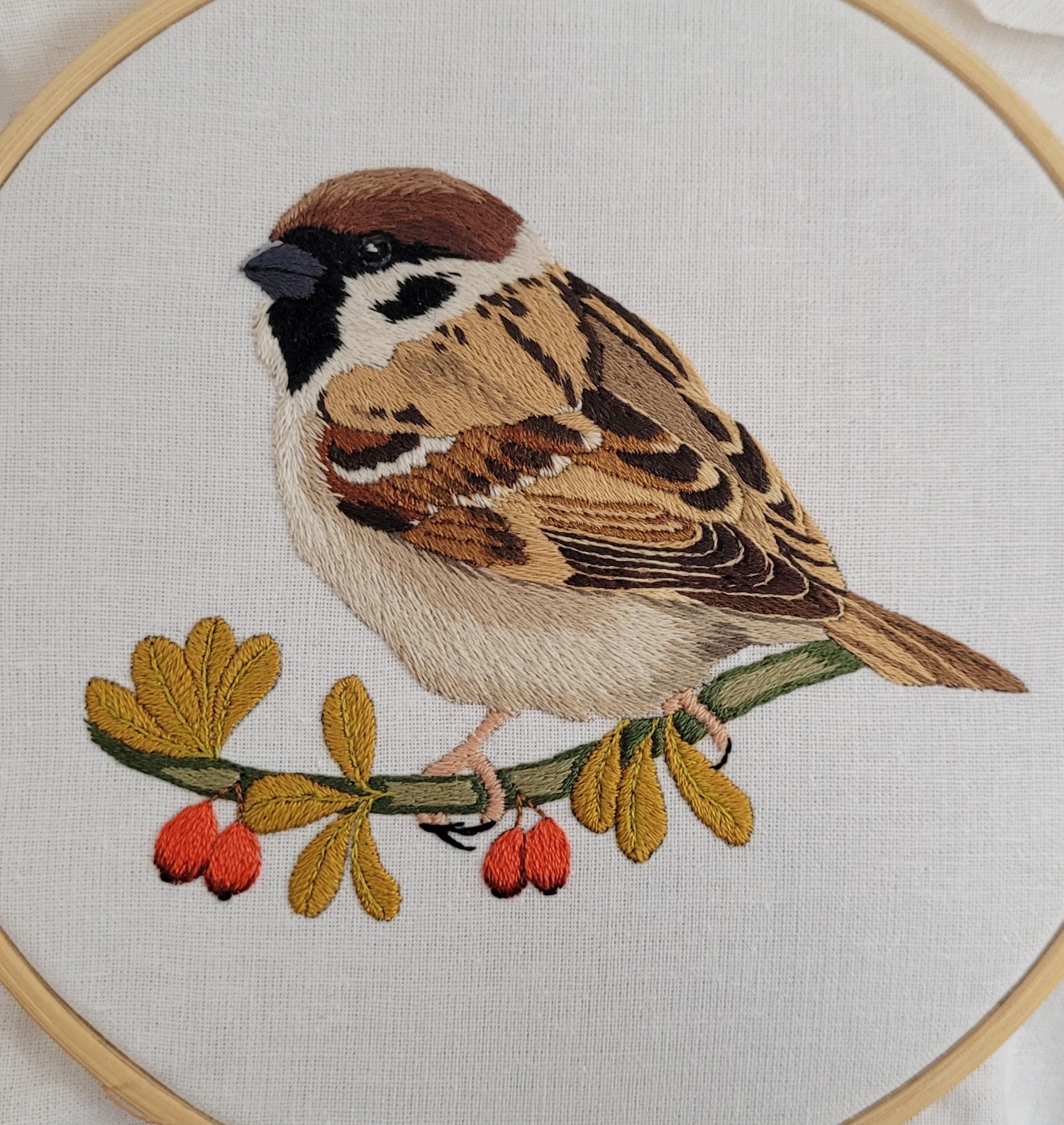livebirdspoland_8ebbc9767d828b702824c1105f8dcf25.jpg