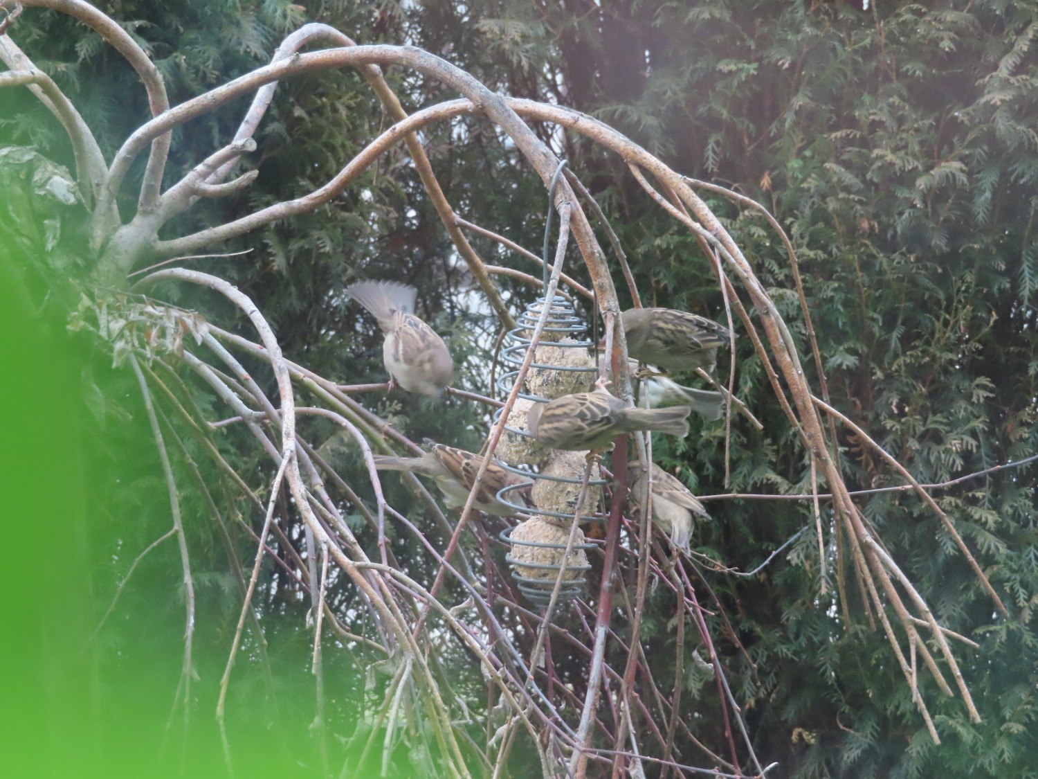 livebirdspoland_47746f718f7df218666436c22f400e97.jpg