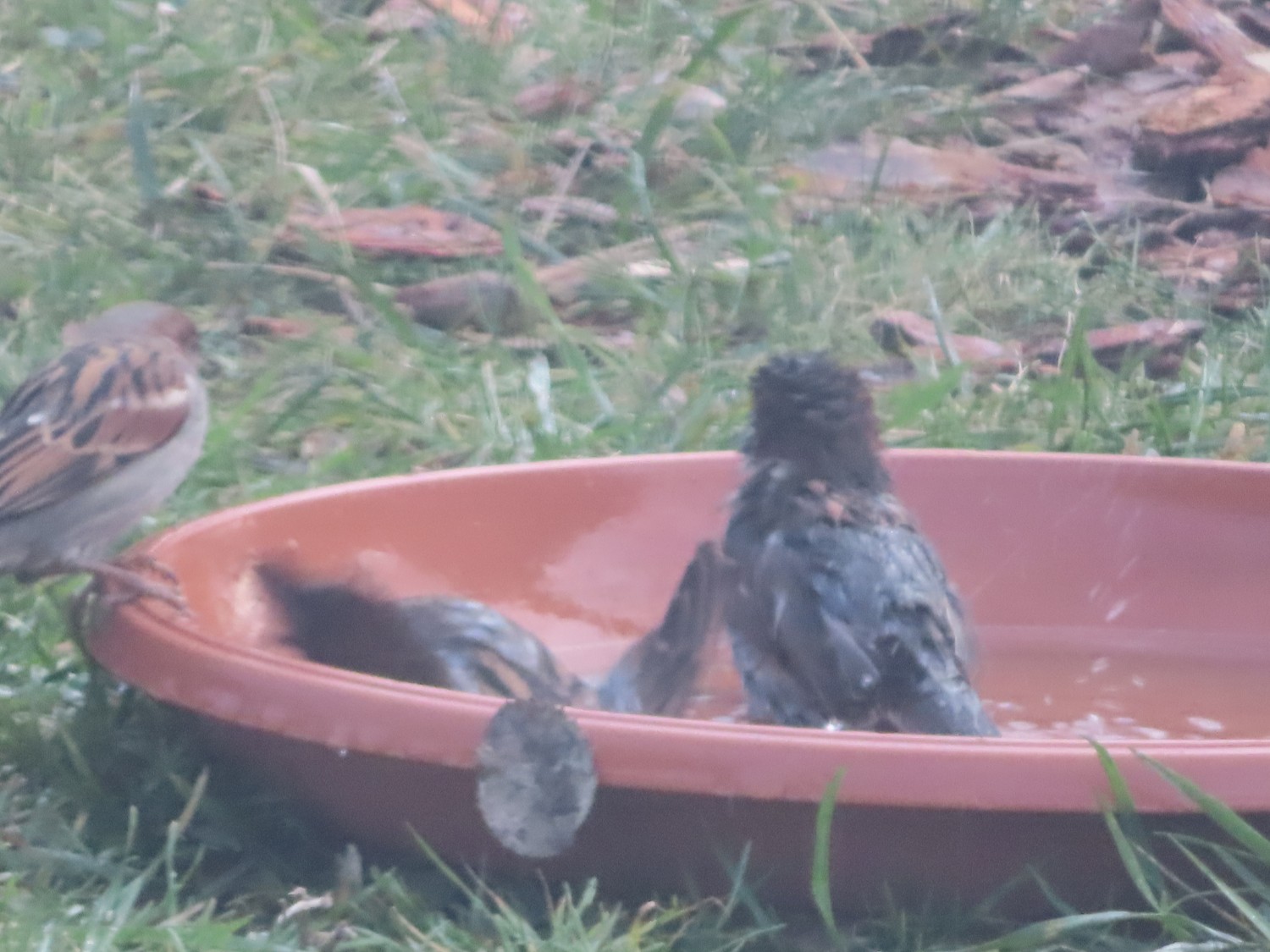 livebirdspoland_e4608d239b2e64a35bbdd2d2a146b39b.jpg