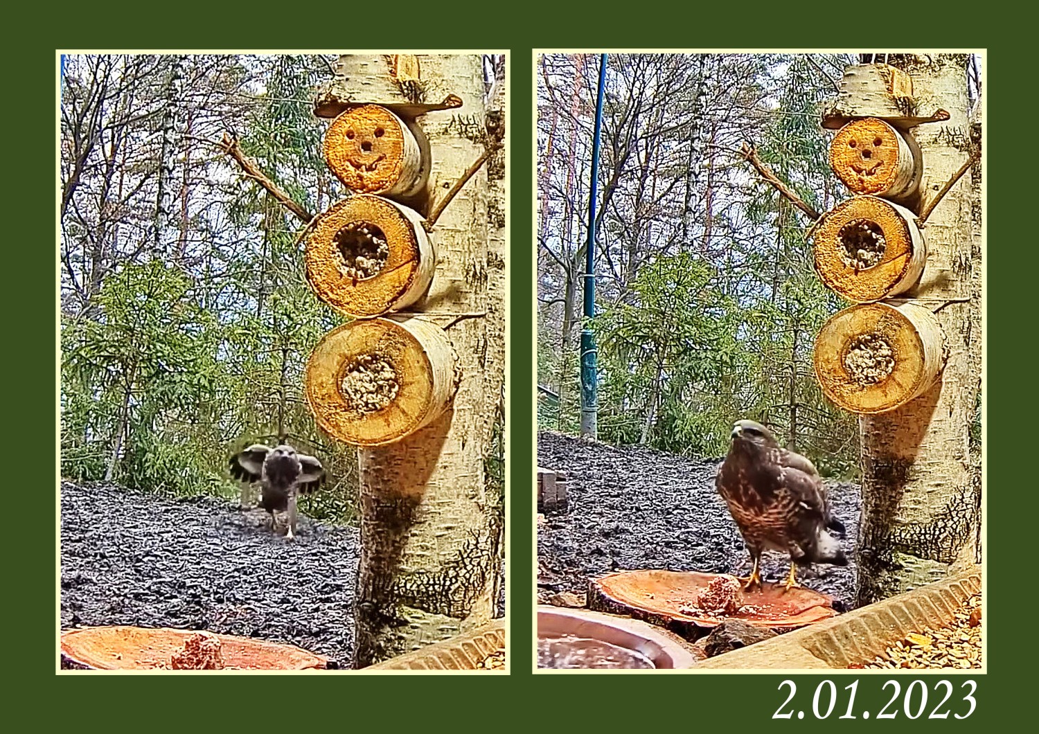 livebirdspoland_faf42eeb748c48710eaf6b08a96ab4df.jpg