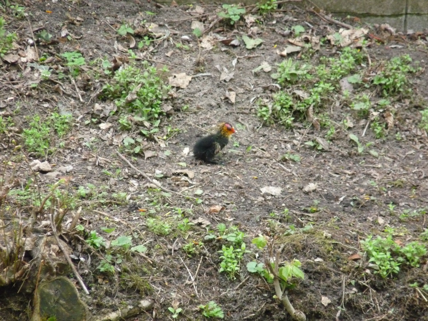 livebirdspoland_7b310a866c893a9bf59c49de7b162934.jpg