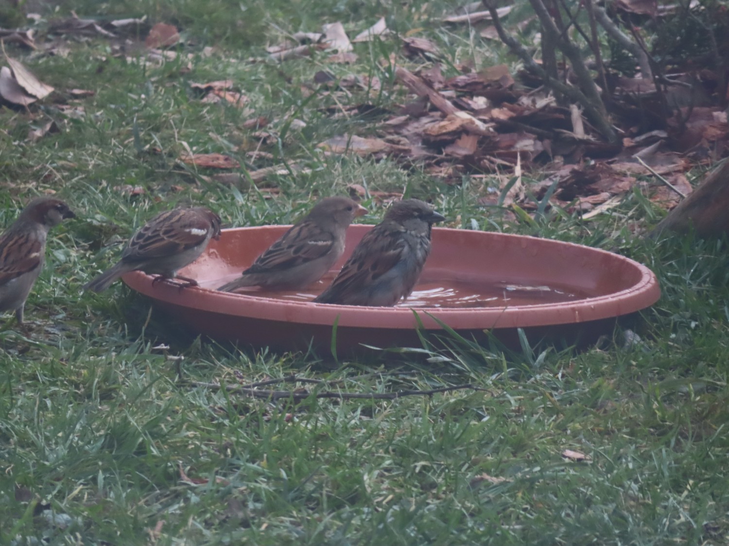 livebirdspoland_85fd98083ddb73c96c9313edd4538edb.jpg