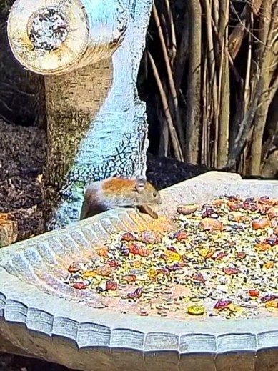 livebirdspoland_28ae33f46127e7e5aaf4adfdad542511.jpg