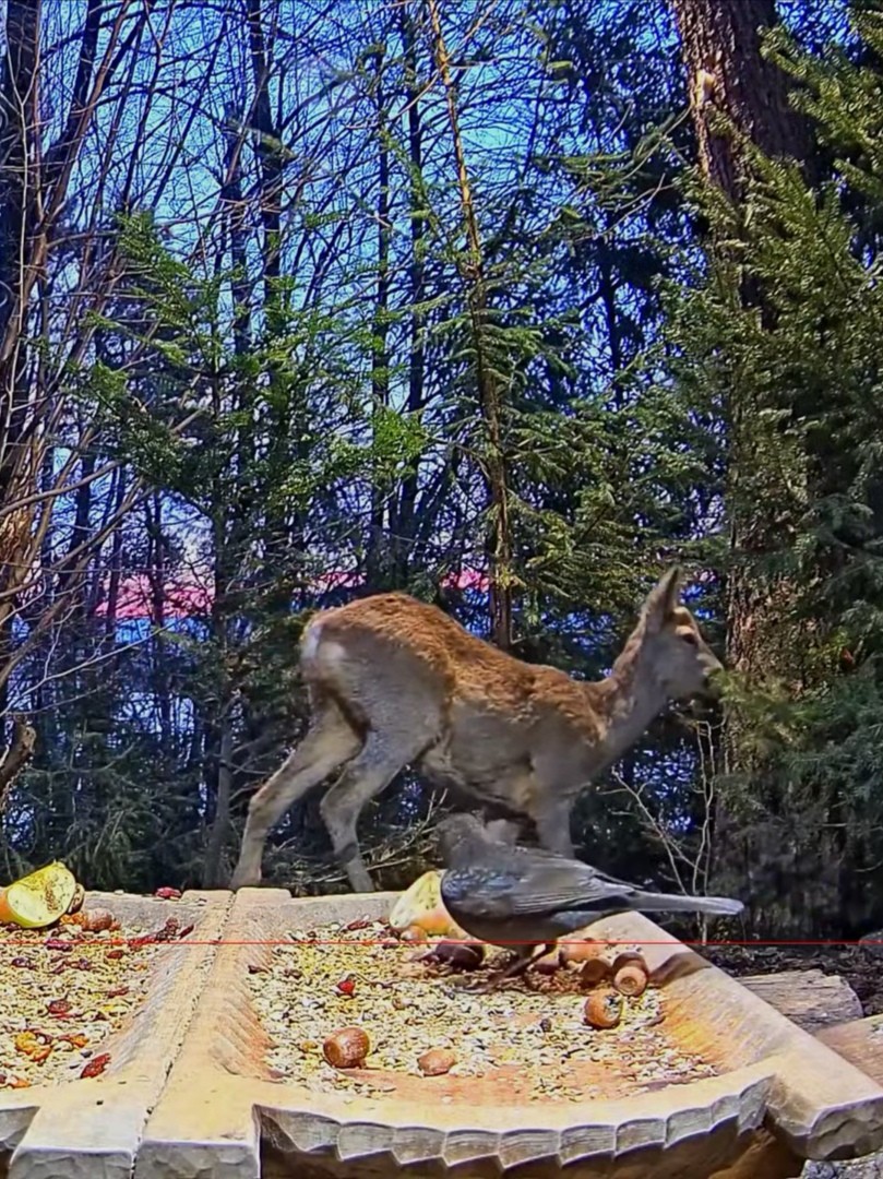 livebirdspoland_322317d20bbd6653ea065e9573167aca.jpg