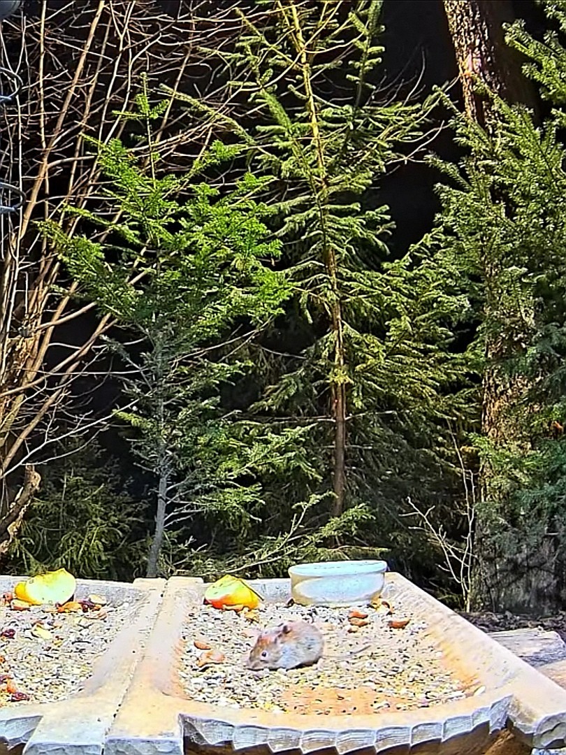livebirdspoland_7c802aaeb78235edb7e742d865040b5a.jpg