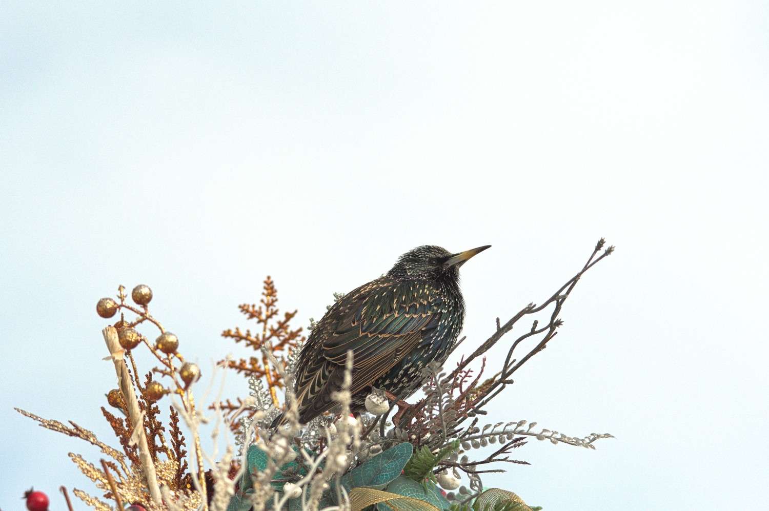 livebirdspoland_23c2d6f35fb6f25369f9d7da22116ba7.jpg