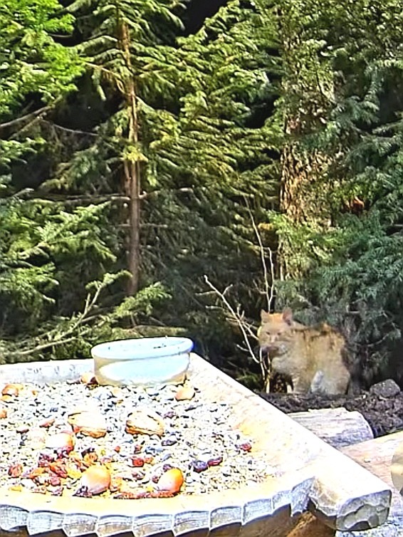 livebirdspoland_1b682c292961a0228470888c346a9406.jpg