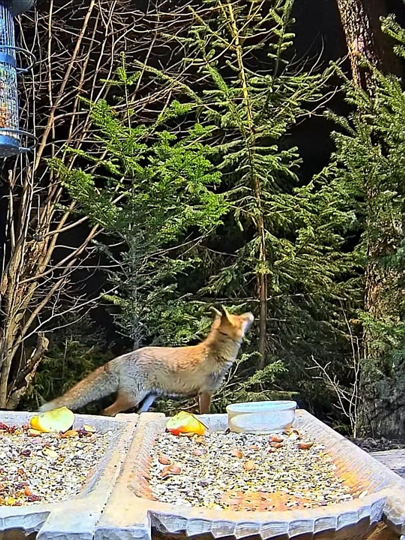 livebirdspoland_0c98bcf65b9d36dfe0fd5eb528008006.jpg