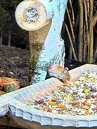 livebirdspoland_d984e7db99af25b1d9ec230265ba03b3.jpg