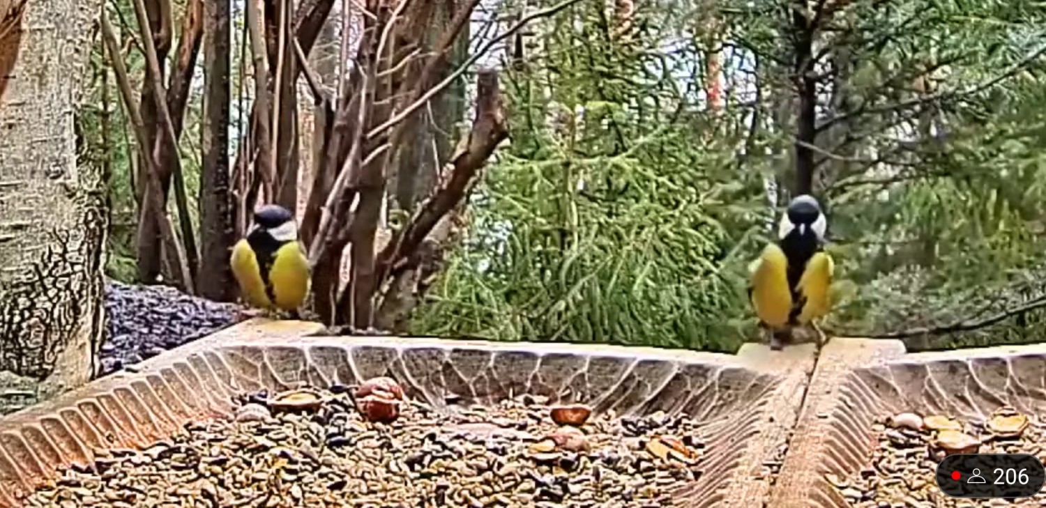 livebirdspoland_15bc3caf5188de362c121fb2e0a82dfe.jpg