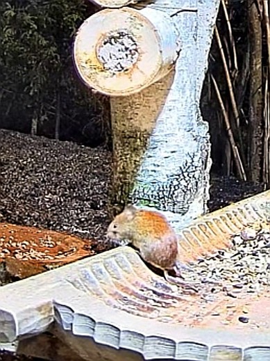 livebirdspoland_2a68199e413f14576a7d26682f6dcd95.jpg