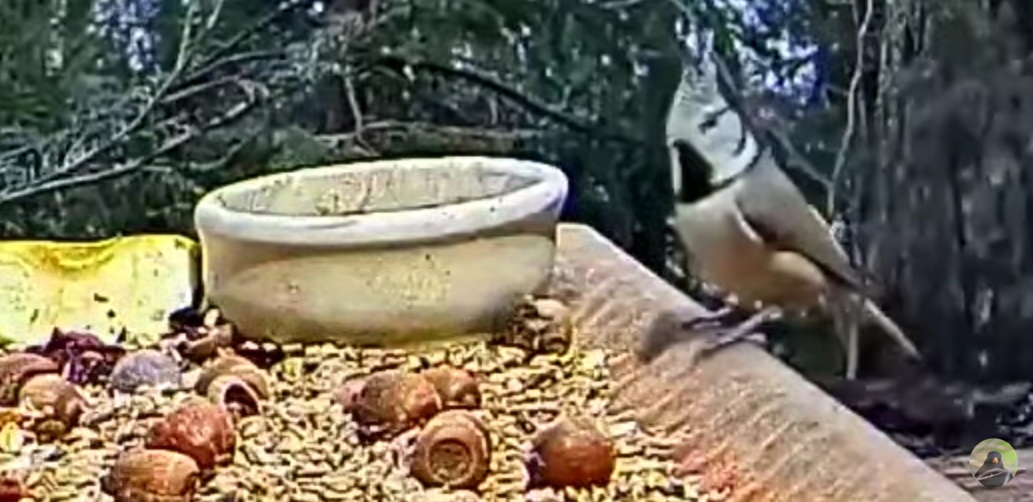 livebirdspoland_d6072bfbcf3a7d9ee216df709543ebb3.jpg