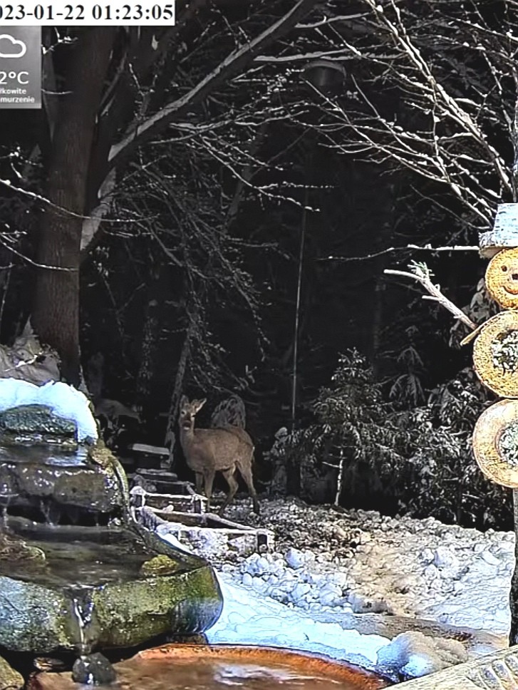 livebirdspoland_6b1485175521a5b1bbaf25c455100271.jpg