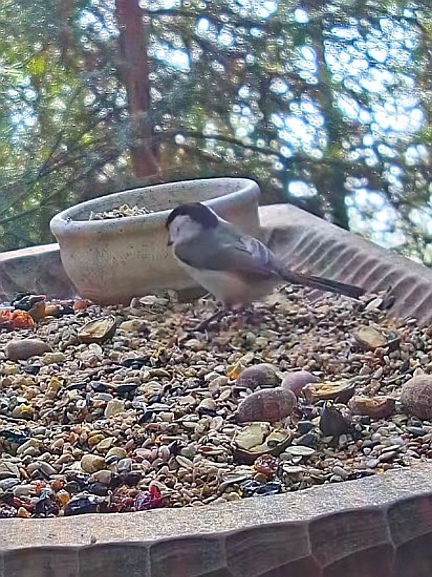 livebirdspoland_8010c1d56950bd76c857d075d91c95b5.jpg