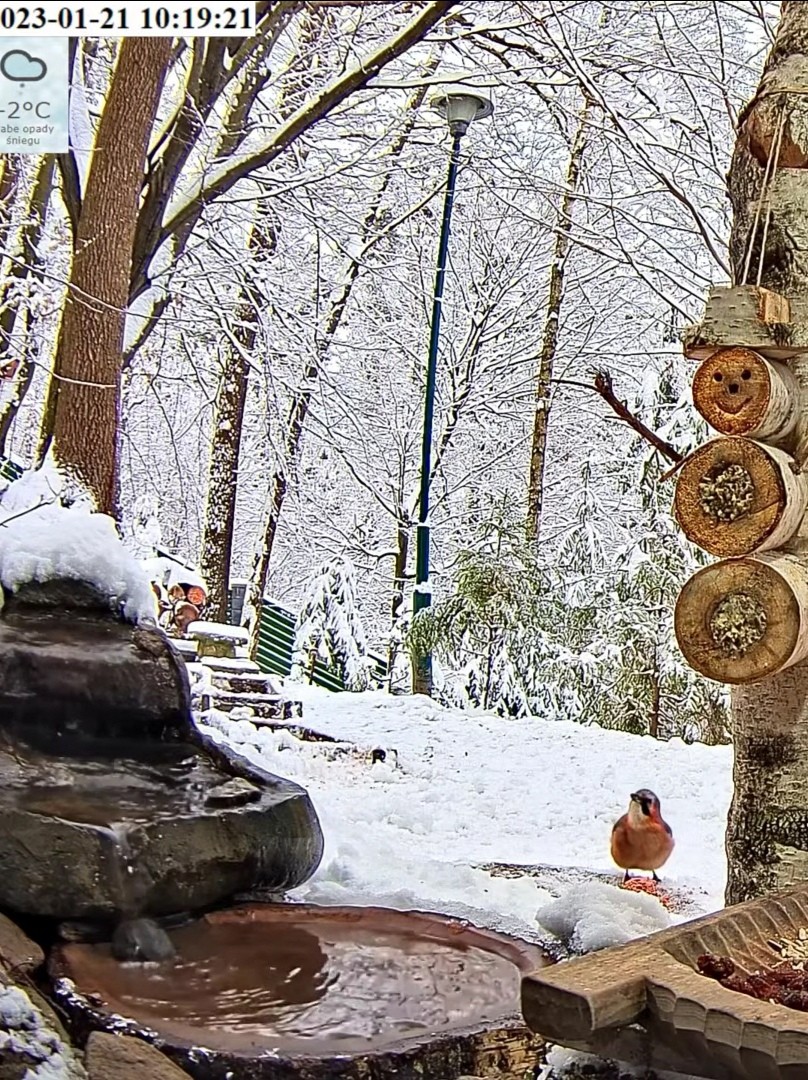 livebirdspoland_20c19c50996c30147a8020d05939f3ab.jpg