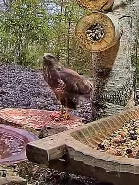 livebirdspoland_6058928fa7e11c76dbb0a40c30f2db08.jpg