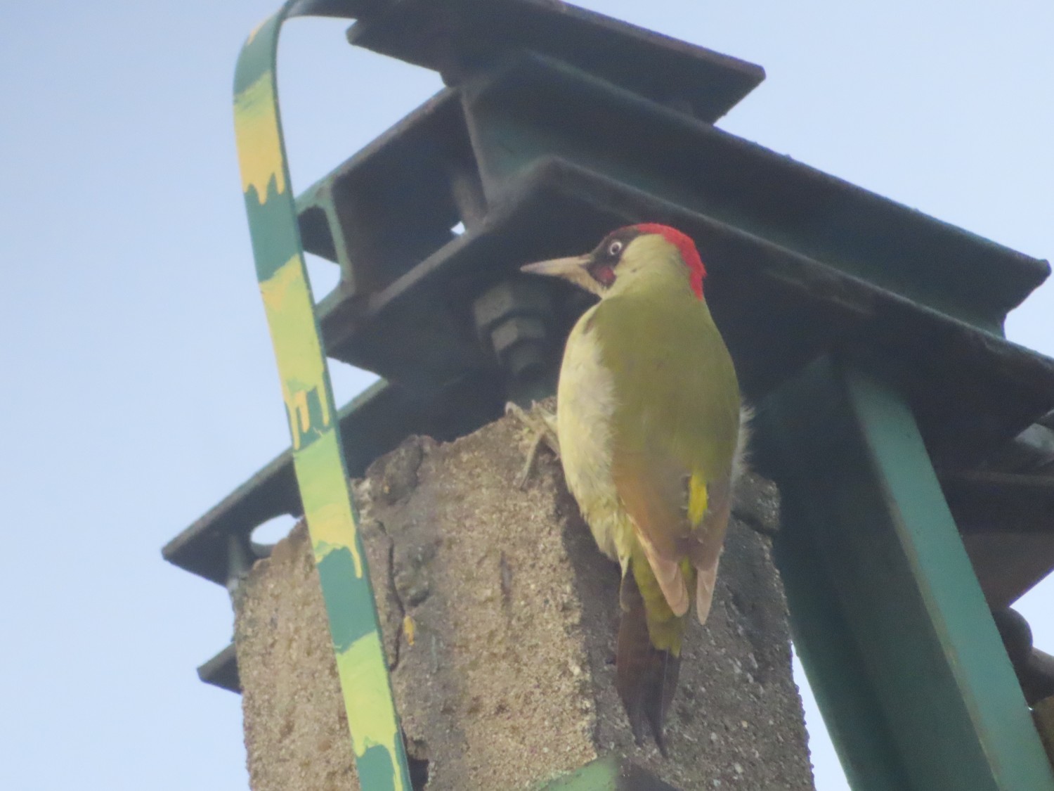 livebirdspoland_1a131dbe9746e6271e4a24ae9f633407.jpg